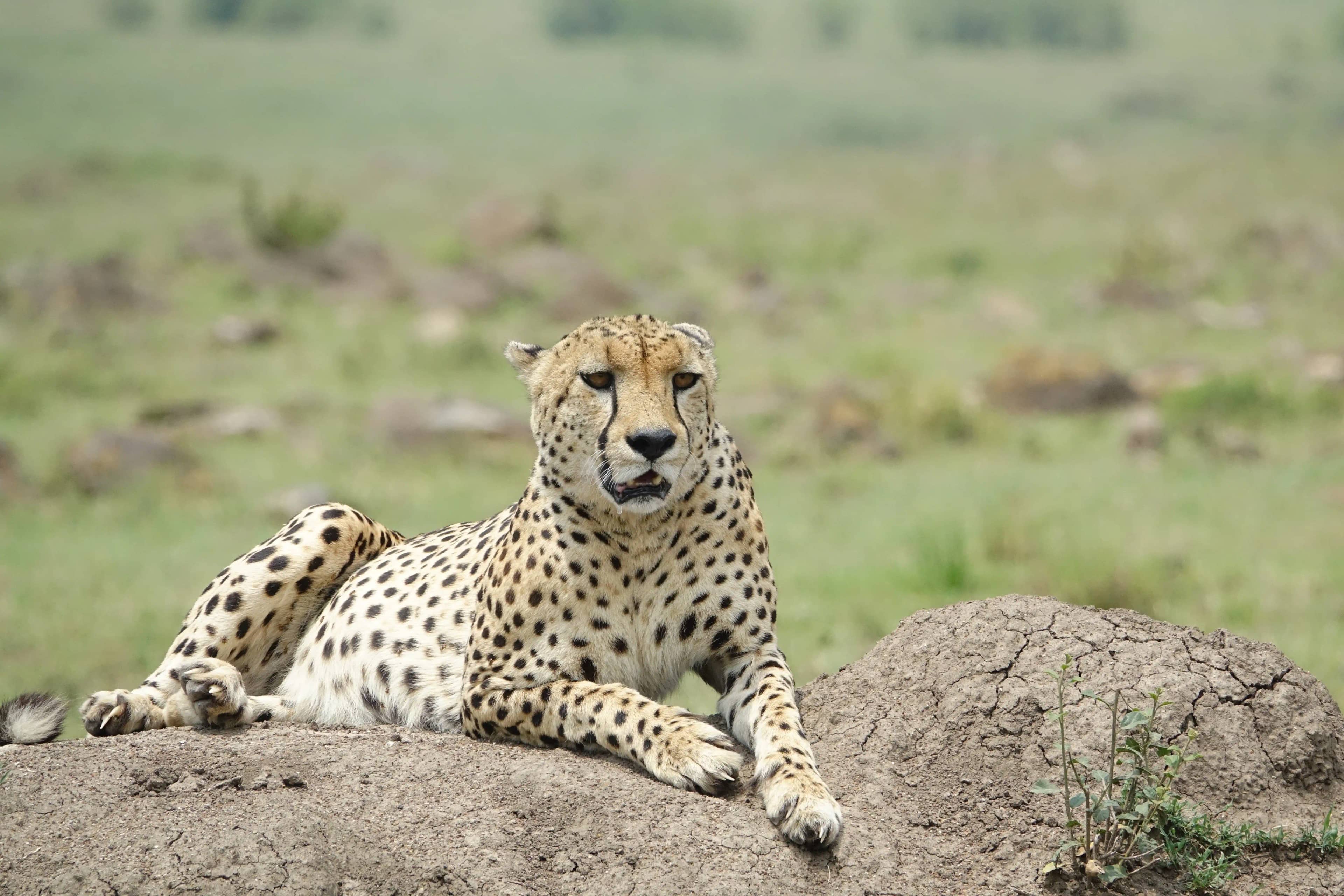 Amboseli highlight 3