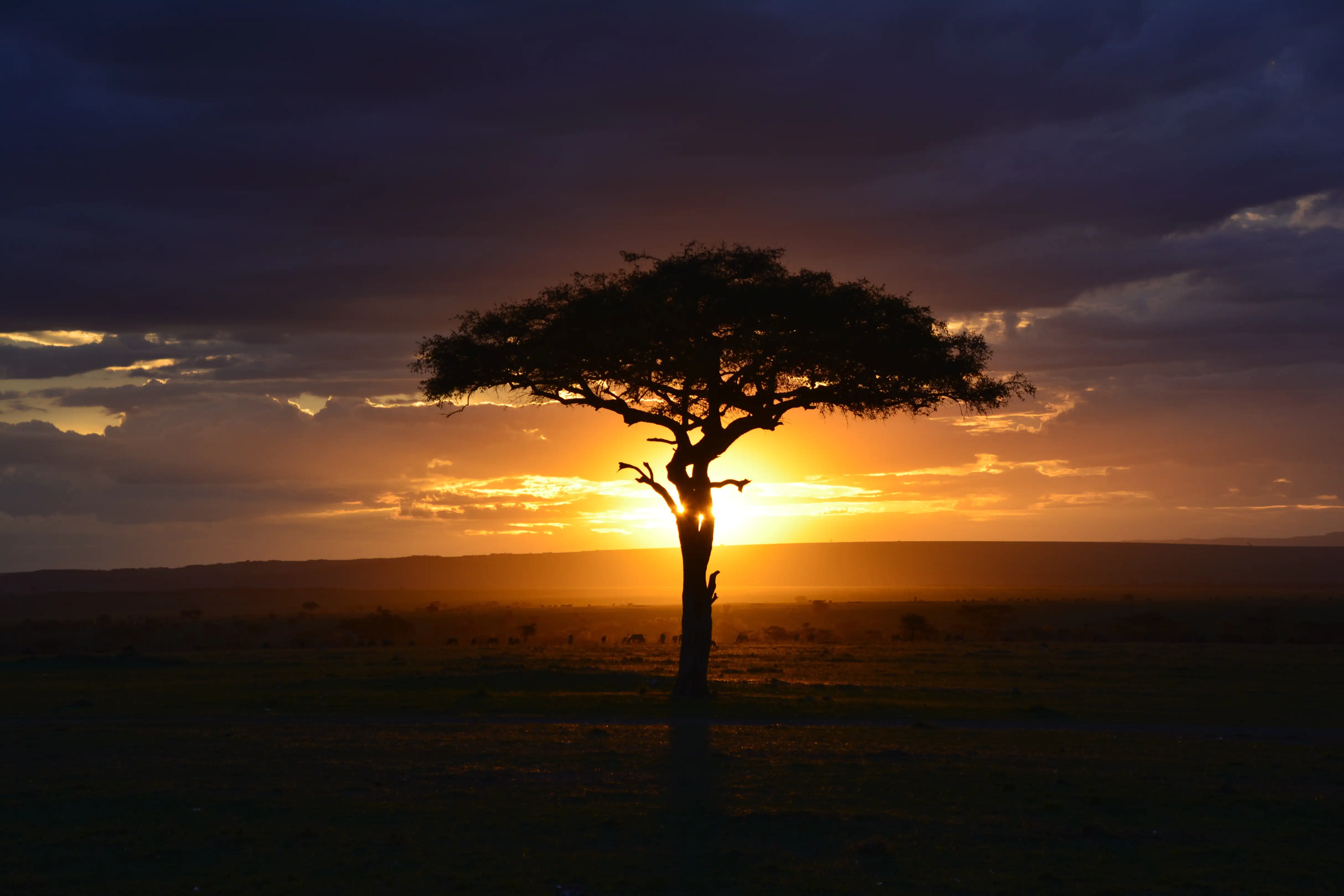 Maasai Mara highlight 1