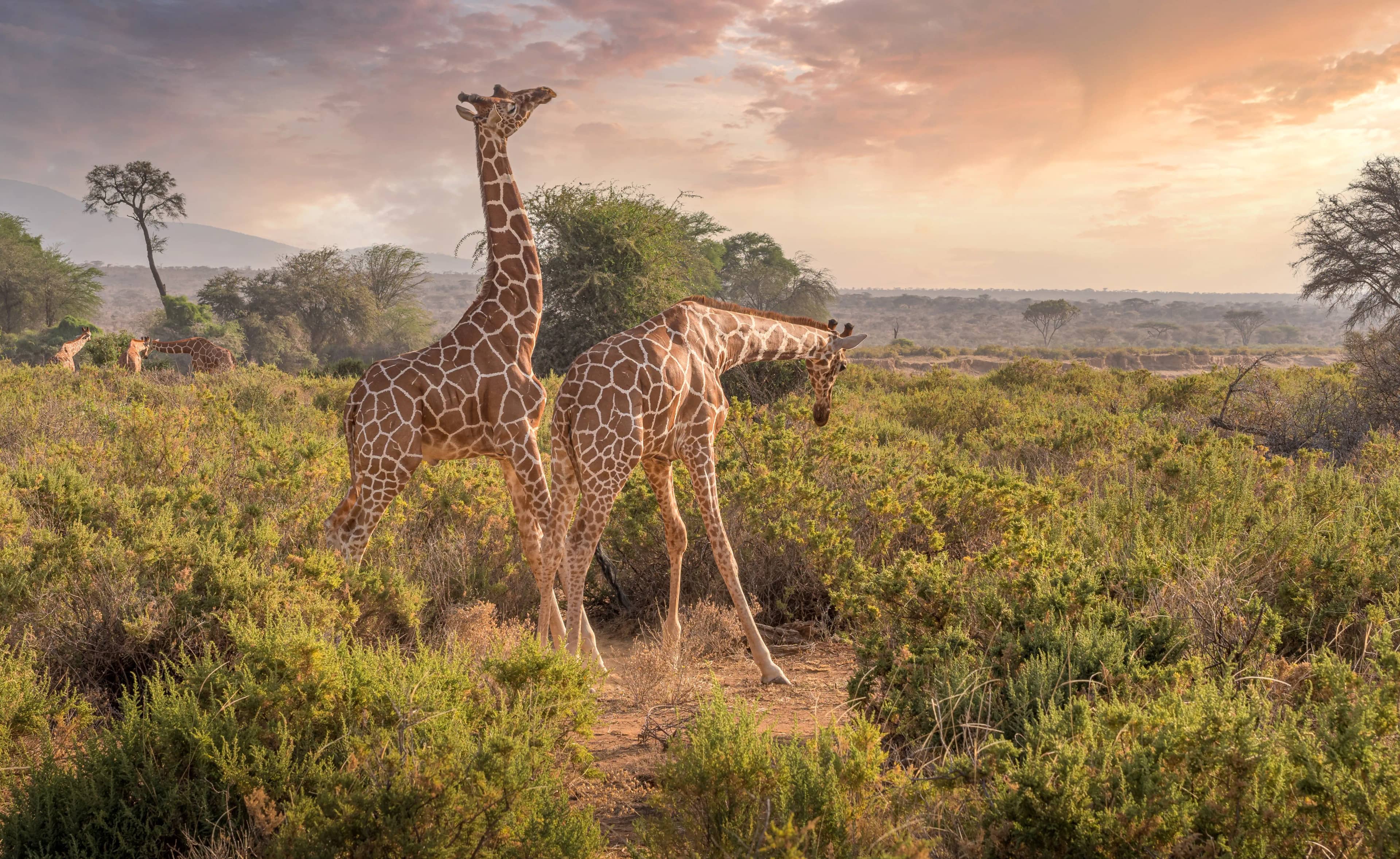 Samburu highlight 1
