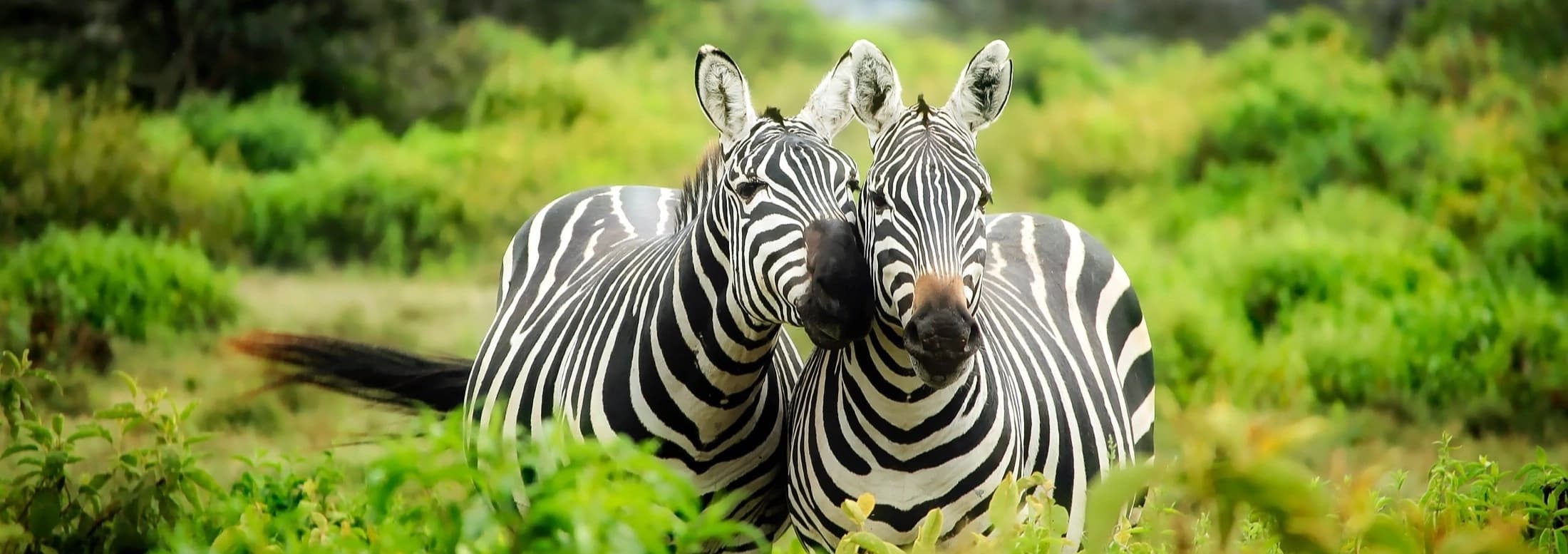 Enquire about a safari
